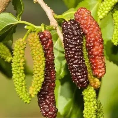Bhumi Enterprise All Time Hybrid Sweet Long Size Pakistani Mulberry/Shahtoot Plant,Black & Red Color "Fruit After 6 Month"