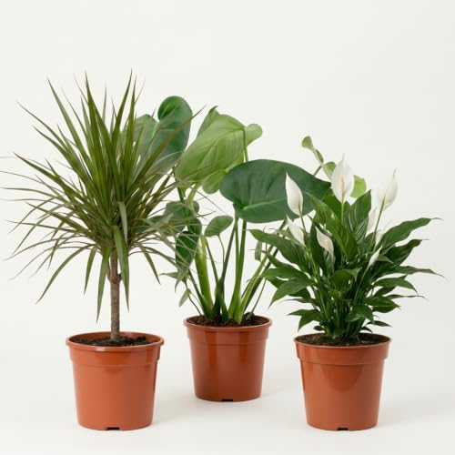 “Luftreiniger” Pflanzenset | 3er-Set | Monstera...