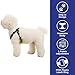 Gooby Escape Free Sport Harness - Lime, Small - No Choke Step-in Patented Neoprene Dog Harness with Four-Point Adjustment for Small to Medium Dogs
