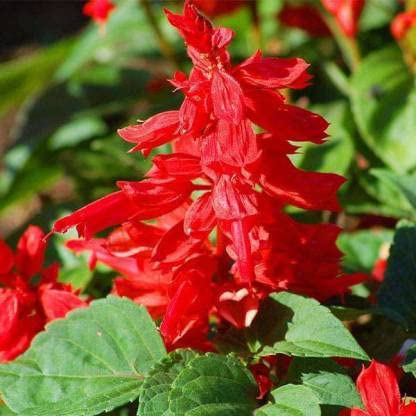 See full amazon price history chart for Green World SALVIA BON FIRE FLOWER SEEDS FOR KITCHEN GARDENING (150 seeds) Green World SALVIA BON FIRE FLOWER SEEDS FOR KITCHEN GARDENING (150 seeds) (B09KRYPXR6) Amazon Price History, Amazon Price Tracker