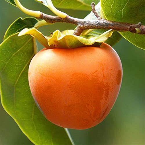 Chuxay Garden Japanese Persimmon Seed 5 Seeds Chinese Date Plum Fruit Tree Edible Sweet Fruit Great Gardening Gifts Easy To Grow & Maintain #TOP1