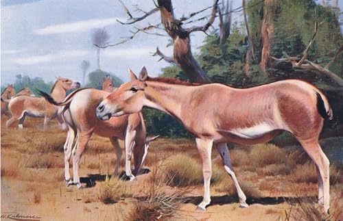 Póster de Lienzo Asino selvatico asiatico Kuhnert Decoración Hogar 60x90cm