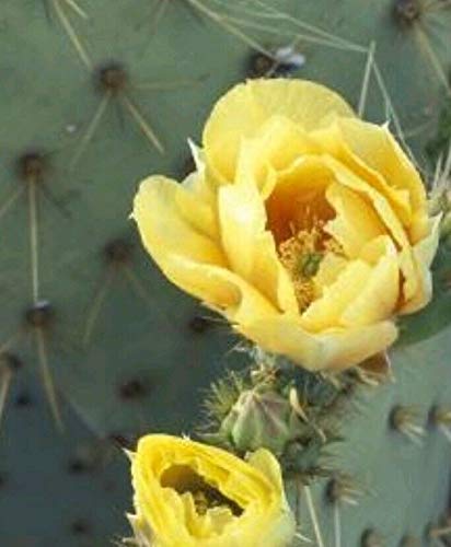 Eastern Prickly Pear Cactus cuttings