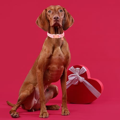Image of Valentine's Dog Collar, Pink Heart, Adjustable Size, Premium Cotton, Metal Buckle, L