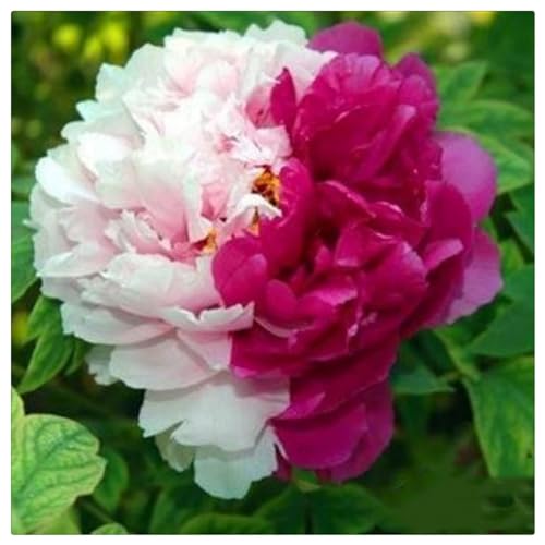 Peonia bulbi,pianta erbacea perenne, bulbo da fiore che fiorisce in primavera e ha una forte resistenza al freddo,peonia sem,peonia rizoma(Nessun seme, bulbo, non artificiale)-1bulbi-A