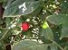 Red Rocoto Hot Pepper 10+ Seeds