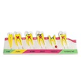 Pevor Dental Teeth Model Periodontal Disease Assort Tooth Typodont Study Teaching Model