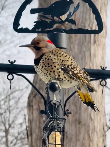 Squirrel Stopper Deluxe Bird Feeder Pole – 100% Squirrel-Proof with Patented Baffle, Heavy-Duty Steel, Easy Installation, Holds 8 Feeders, Wind Chimes, Plants - Black