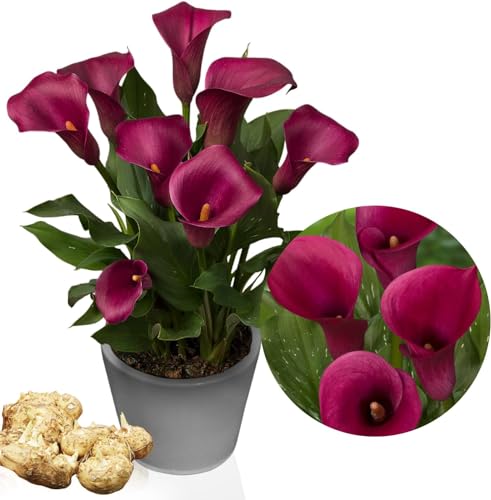 Bulbes de Lys Calla Purple Passion - Zantedeschia Lys Bulbes - 5 Bulbes de Fleurs à Planter Extérieur - Naturelle Plantes de Hollande pour Jardin et Pot (pas de graines, non artificielle)