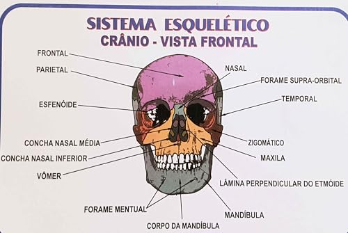 MAPA/POSTER DE ANATOMIA HUMANA - SISTEMA ESQUELÉTICO 1 - LARGURA 89 CM X ALTURA 117 CM