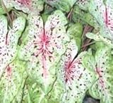 (3) Spectacular Miss Muffet Dwarf Caladium Bulbs, Root, Plant starts