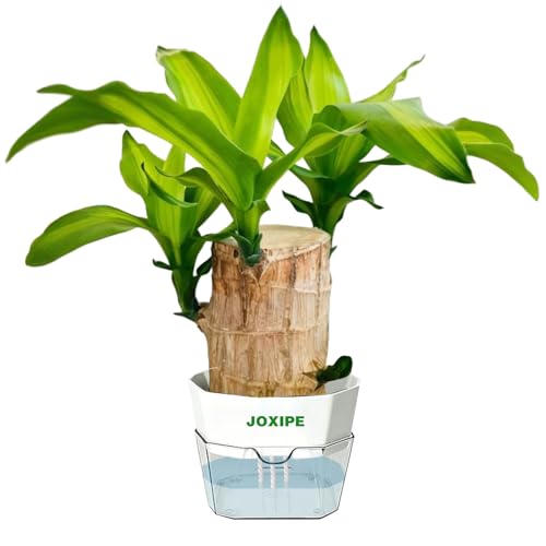 Brazilian Lucky Wood Water Growing Desk Decor with Self Watering Pot, Brazilian Wood Plant Inspired Sprouting Ornament for Office and Home Decoration