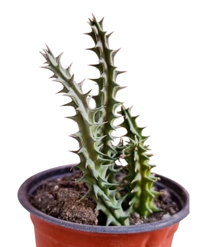Huernia macrocarpa succulenta tappezzante fiori rossi pianta grassa rara