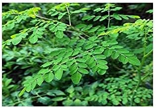 Live Sajan/Alpspure Sahjan Sahijan Medicinal Plant With Pot-Outdoor Plant