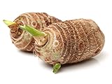 3 Bulbs Colocasia Esculenta, Green Taro, Cocoyam, Taro, Elephant Ear Bulbs. Lifetime Growth Guarantee by Greenhouse PCA.