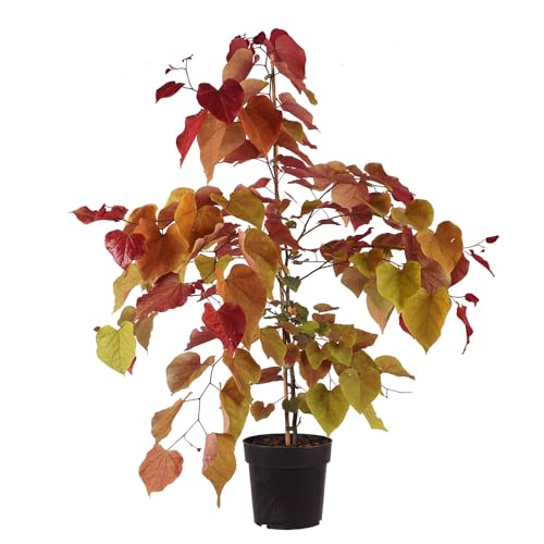 Judasbaum \'Eternal Flame\'®, Zierbaum, Gartenpflanze, Laubbaum, Blütenbaum, Solitärpflanze, Herbstfärbung, kompakter Baum, dekorative Pflanze Judasbaum \'Eternal Flame\'®, Zierbaum, Gartenpflanze, Laubbaum, Blütenbaum, Solitärpflanze, Herbstfärbung, kompakter Baum, dekorative Pflanze