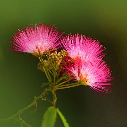 Haloppe 100 stks Albizia Bonsai Bloemen Planten Zaden voor Thuis Tuin Planten, Albizia Bonsai Zaden voor Thuis Zaad - Afbeelding 4