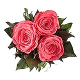 ROSEMARIE SCHULZ Heidelberg