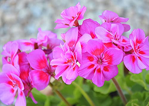 Semi di geranio Balcone Hardy Popolare Piante en Vaso Speciale Ornamentale Forte Sementi Piantare en Autunno-200 Semi