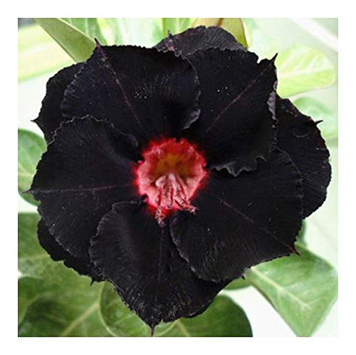 Exotic Plants Adenium obesum Black Swamp - Wüstenrose - 3 Samen Cover
