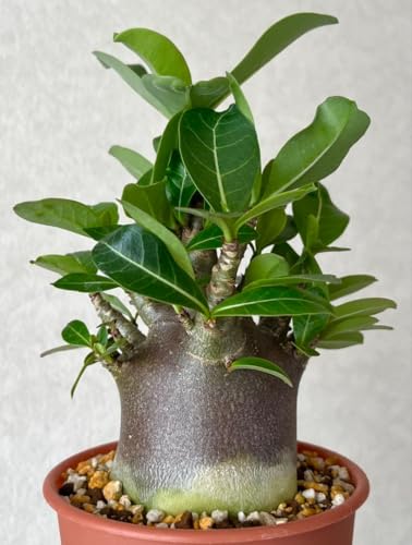 アデニウム 観葉植物」の人気商品一覧 | 安い商品を通販サイトから探す