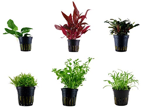 Tropica Vordergrund Set mit 6 Topf Pflanzen Aquariumpflanzenset Nr.20 Wasserpflanzen Aquarium Aquariumpflanzen