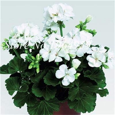 Amazon Co Jp 盆栽30個希少ゼラニウム盆栽鉢植えバルコニー鉢植えシーズンペラルゴニウム鉢植え花 室内盆栽混在 9 Diy 工具 ガーデン