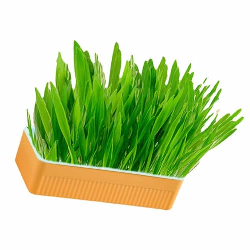Plantador de Grama para Gatos, Plantador de Grama Hidropônico para Gatos Com Pote Kit de Grama Hidro