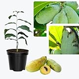 2 Bare Roots, Paw Paw Plants Live, Common Pawpaw Tree Live Plants, 6 to 11 Inc in Height