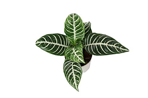 California Tropicals Zebra Plant image