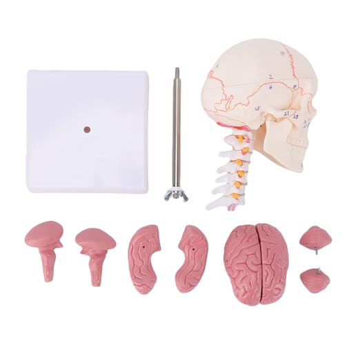 Luocute Human Skull Model, Removable Cranial Cap with Magnets and Pins, Weighted Base and Stainless Steel Support Rod, for Medical Professionals and Educators, 19x11x11cm