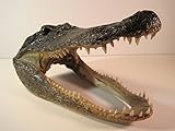 Preserved Alligator Head 7-9'
