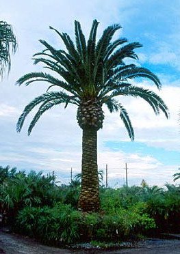 1000 Canary Island Date Palm Tree Seeds, Phoenix Canariensis