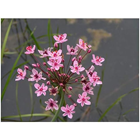 2 Native Plants for Ponds with Compost Cover
