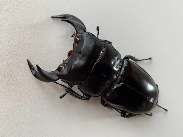 Amazon | 【DDA】インドアンタエウス(サディア) 成虫ペア プレゼント