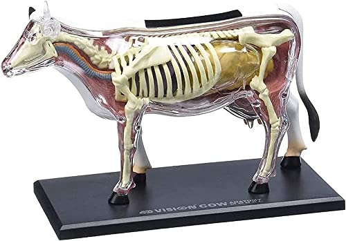 Modelo anatómico de vaca interactivo con piezas desmontables para estudio animal 2