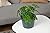 rePotme 10 inch Slotted Clear Pots - 3 Pack
