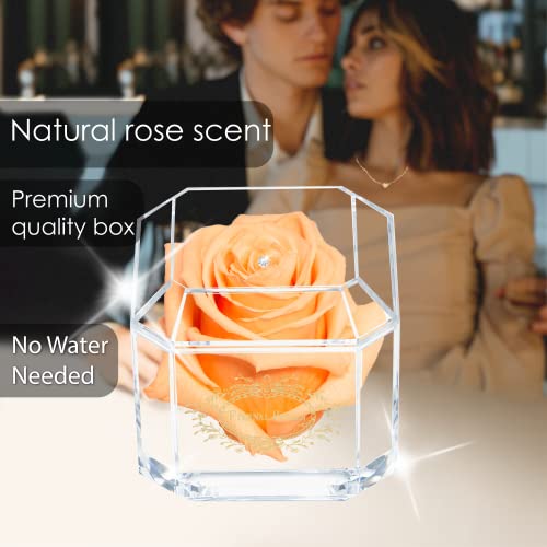 Una rosa reale al 100% che dura anni - Petali eterni, fatti a mano nel Regno Unito - Solo d'oro con cristallo Swarovski trasparente (pesca) - Image 4