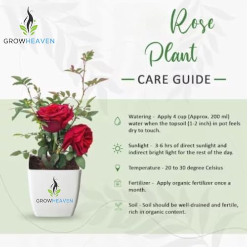 Image of Orange Rose Vine Live चढ़ाई गुलाब Climbing English Veriety Plant Creeper of May Queen (Rosa May Queen) Rose Orange Color Flower For Home Garden and Office Deco (ORANGE ROSE FLOWER PLANT)