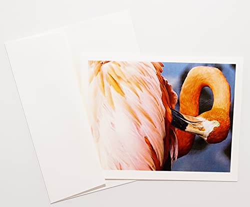 Flamingo Photography Note Cards Textured with Matching Envelopes Boxed Set of 16 (4.25"x 5.50") Blank Inside Made in USA Thank You, Get Well Soon, Birthday, Invitations, Thinking of You, Christmas, All Occasion, Anniversary, Friendship, Party Favors, Condolences, Farewell, Just Because, Valentine's Day, Mother's Day, Business Gifts, Housewarming, Easter, Congratulations