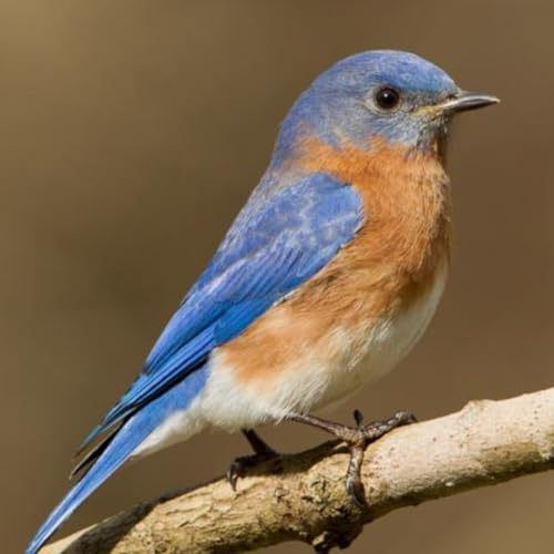 Voices and Vocabularies &ndash; Eastern Bluebirds