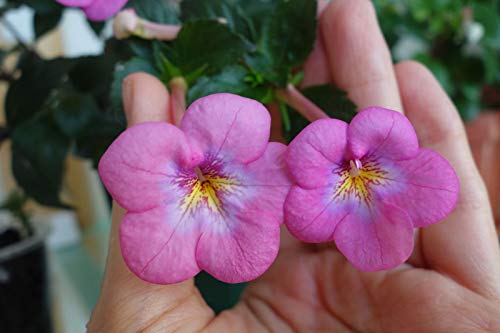 Preisvergleich Produktbild Portal Cool Achimenes 'Pearly Queen' 1 Tuber # 1