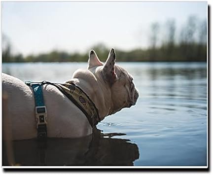 Amazon Co Jp アートパネル キャンバス ファブリック パネル インテリア おしゃれ 長方形 正方形 大きい 額縁 壁紙 インテリア ブランド フレンチブルドッグ フレブル パグ ぬいぐるみ グッズ Tシャツ 犬 Dog ペット おもちゃ エサ ゲージ ベッド おやつ トイレ