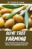 OLIVE TREE FARMING: Learn The Basic Process Of Growing Olives, From Seedling To Harvest.