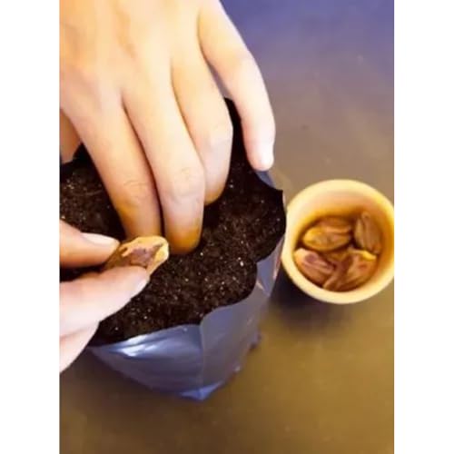 Saco Plástico Saquinho Mudas Preto 30x30 Com 500 Unidades