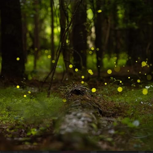 The magic &mdash; and science &mdash; of synchronous fireflies