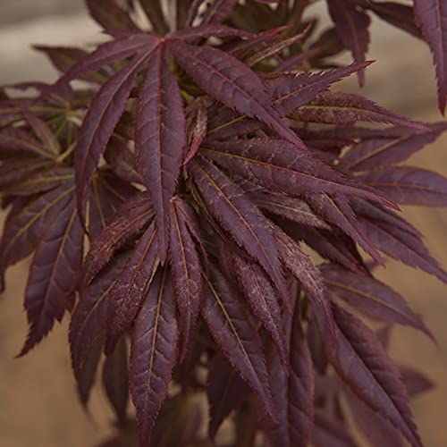 YouGarden Japanese Red Maple Acer palmatum 'Atropurpureum', Red Leaves in 10.5cm Pot, Autumn Colour, Deciduous Plant