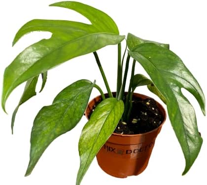 Waterbourn Plant Rooted Baltic Blue Pothos Epipremnum pinnatum Baltic Blue Indoor Outdoor Houseplant 4in Plastic Pot