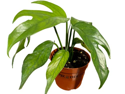 Waterbourn Plant Rooted Baltic Blue Pothos Epipremnum Pinnatum Baltic Blue Indoor Outdoor Houseplant 4In Plastic Pot #TOP21