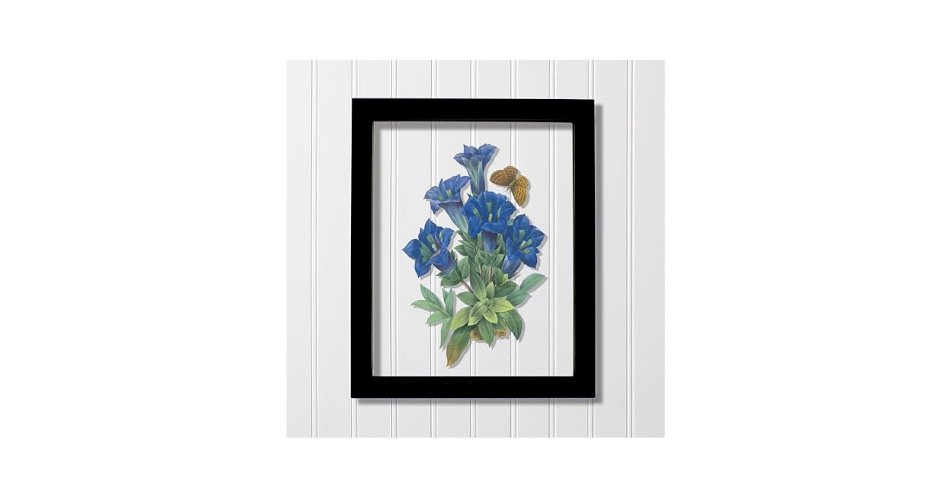 Amazon.com: Vintage Botanical Gentian - Floating Art Artwork